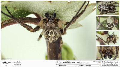 Larinioides cornutus  MA.jpg