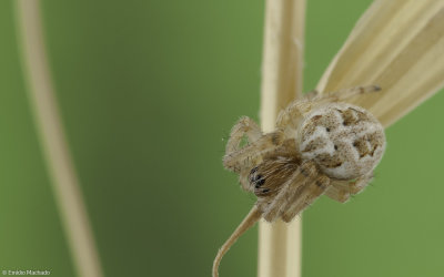 Larinioides cornutus 0000Fs-93900-2.jpg