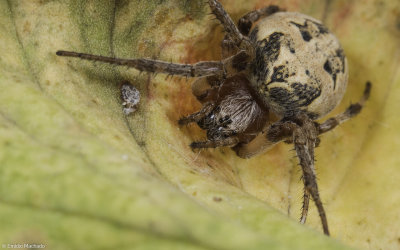 Larinioides cornutus 0309FA-92184.jpg