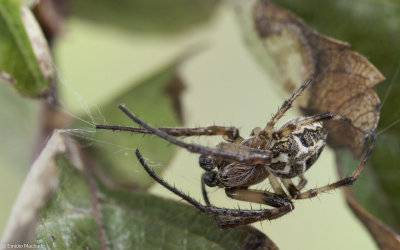 Larinioides cornutus 0512MA-94457.jpg