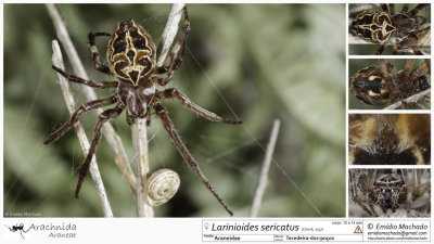Larinioides sericatus  FA.jpg