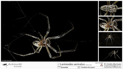 Larinioides sericatus MA.jpg