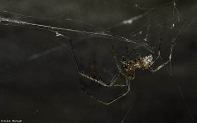 Larinioides sericatus 0000MA-0069892.jpg