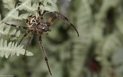 Larinioides sericatus 0998FA-95603.jpg
