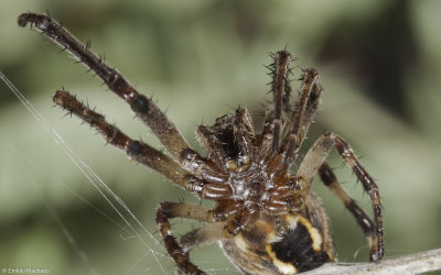 Larinioides sericatus 0999FA-95702.jpg