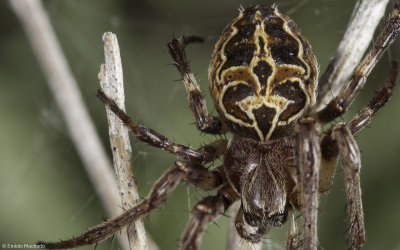 Larinioides sericatus 0999FA-95727.jpg