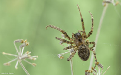 Leviellus kochi 0000FA-95259.jpg