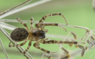Leviellus kochi 0000FA-95280.jpg