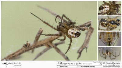Mangora acalypha MA.jpg