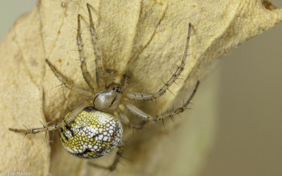 Mangora acalypha 0014FA-95463.jpg