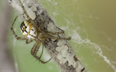 Mangora acalypha 0014FA-97445.jpg