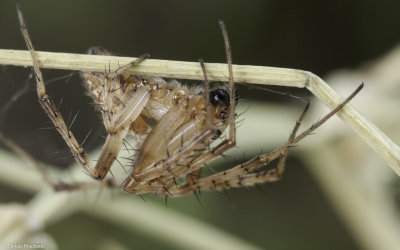 Neoscona adianta 0926MA-90942.jpg