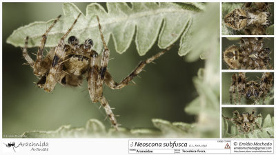 Neoscona subfusca MA.jpg