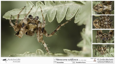 Neoscona subfusca  MA.jpg