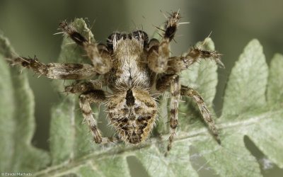 Neoscona subfusca 0997MA-95514.jpg