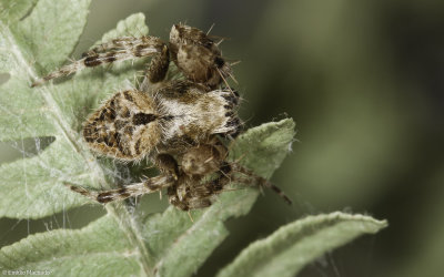 Neoscona subfusca 0997MA-95517.jpg