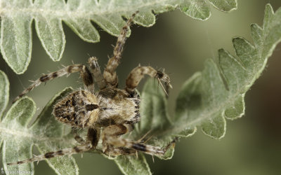 Neoscona subfusca 0997MA-95526.jpg