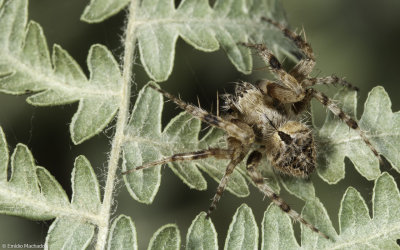 Neoscona subfusca 0997MA-95568.jpg