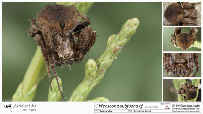 Neoscona subfusca cf 1480MA.jpg