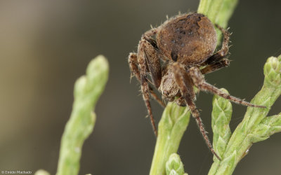 Neoscona subfusca cf. 1480MA-95660.jpg