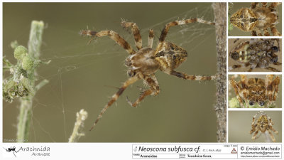 Neoscona subfusca cf 1450MA.jpg