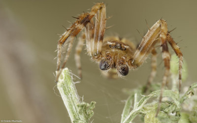 Neoscona subfusca cf. 1450MA-92640.jpg