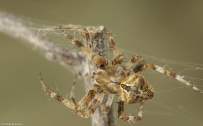 Neoscona subfusca cf. 1450MA-92655.jpg