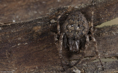 Nuctenea umbratica 0000FA-95585.jpg