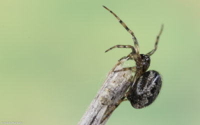 Parazygiella montana 0534FA-93436.jpg