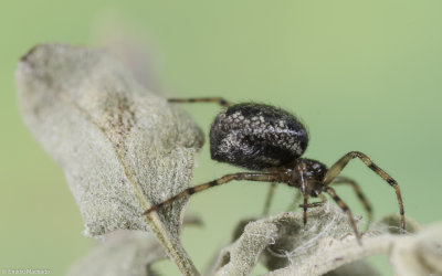 Parazygiella montana 0534FA-93450.jpg