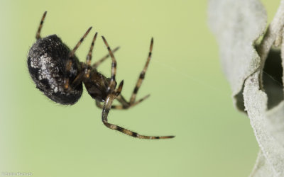 Parazygiella montana 0534FA-93455.jpg
