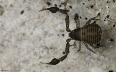 Geogarypus minor_1005 EM-96063.jpg