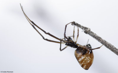 Argyrodes argyrodes 0000FA-99532.jpg