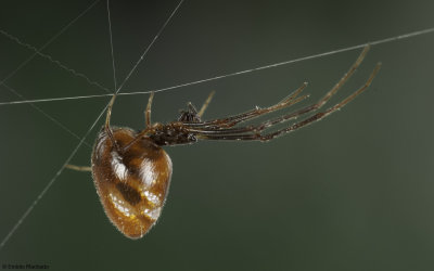 Argyrodes argyrodes 1206FA-94342.jpg