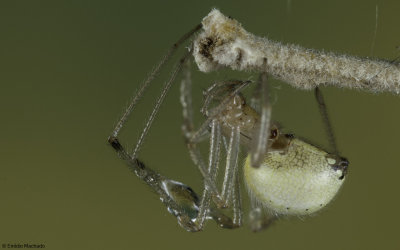 Enoplognatha ovata 0000FA-90491.jpg