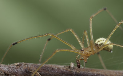 Enoplognatha ovata 0780MA-94596.jpg