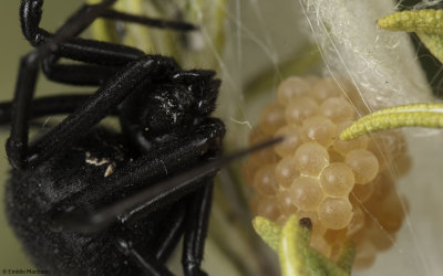 Latrodectus tredecimguttatus 1009FA-96581.jpg