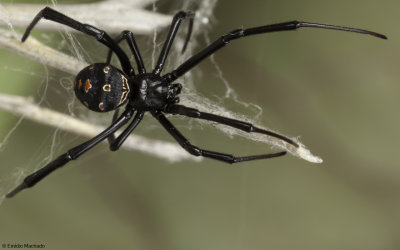 Latrodectus tredecimguttatus 1040Fs-98061.jpg