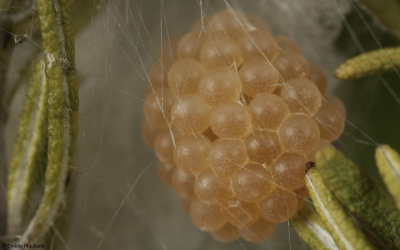 Latrodectus tredecimguttatus 1009FA-96557.jpg