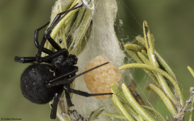 Latrodectus tredecimguttatus 1009FA-96589.jpg