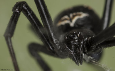 Latrodectus tredecimguttatus 1040Fs-98075.jpg