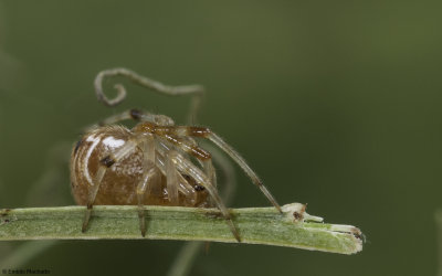 Parasteatoda lunata 0777FA-94522.jpg