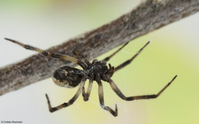 Steatoda albomaculata 0000FA-92971.jpg