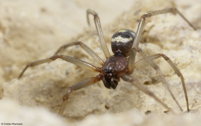 Steatoda grossa 0000MA-92137.jpg