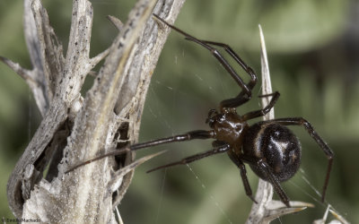 Steatoda grossa 0992FA-95069.jpg