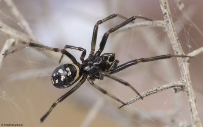 Steatoda incomposita 0000MA-96672.jpg