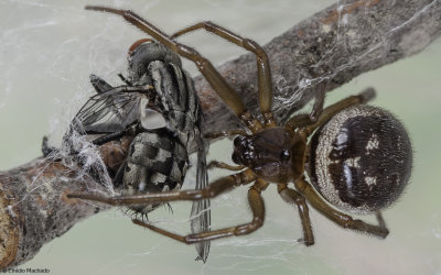 Steatoda nobilis 0000FA-91623.jpg