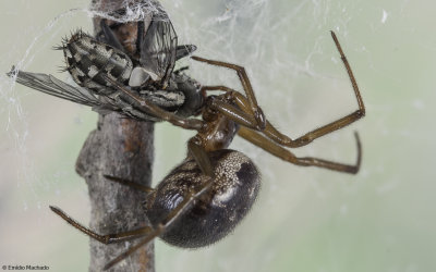 Steatoda nobilis 0000FA-91632.jpg