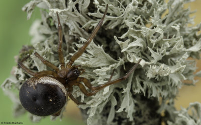 Steatoda nobilis 0000FA-95348.jpg