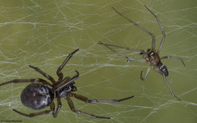 Steatoda nobilis 0000MF-99819.jpg